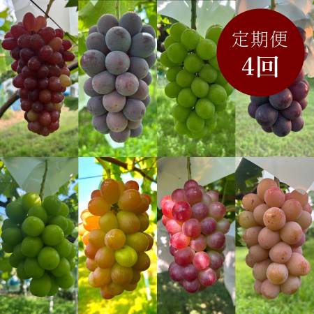 [小川ぶどう園]特撰「ぶどう」8種(巨峰・クイーンセブン・黄玉・ブラックビート・シャインマスカット・スカーレット・コトピー他)[4回定期便]